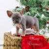 Image of Claus, a French Bulldog puppy