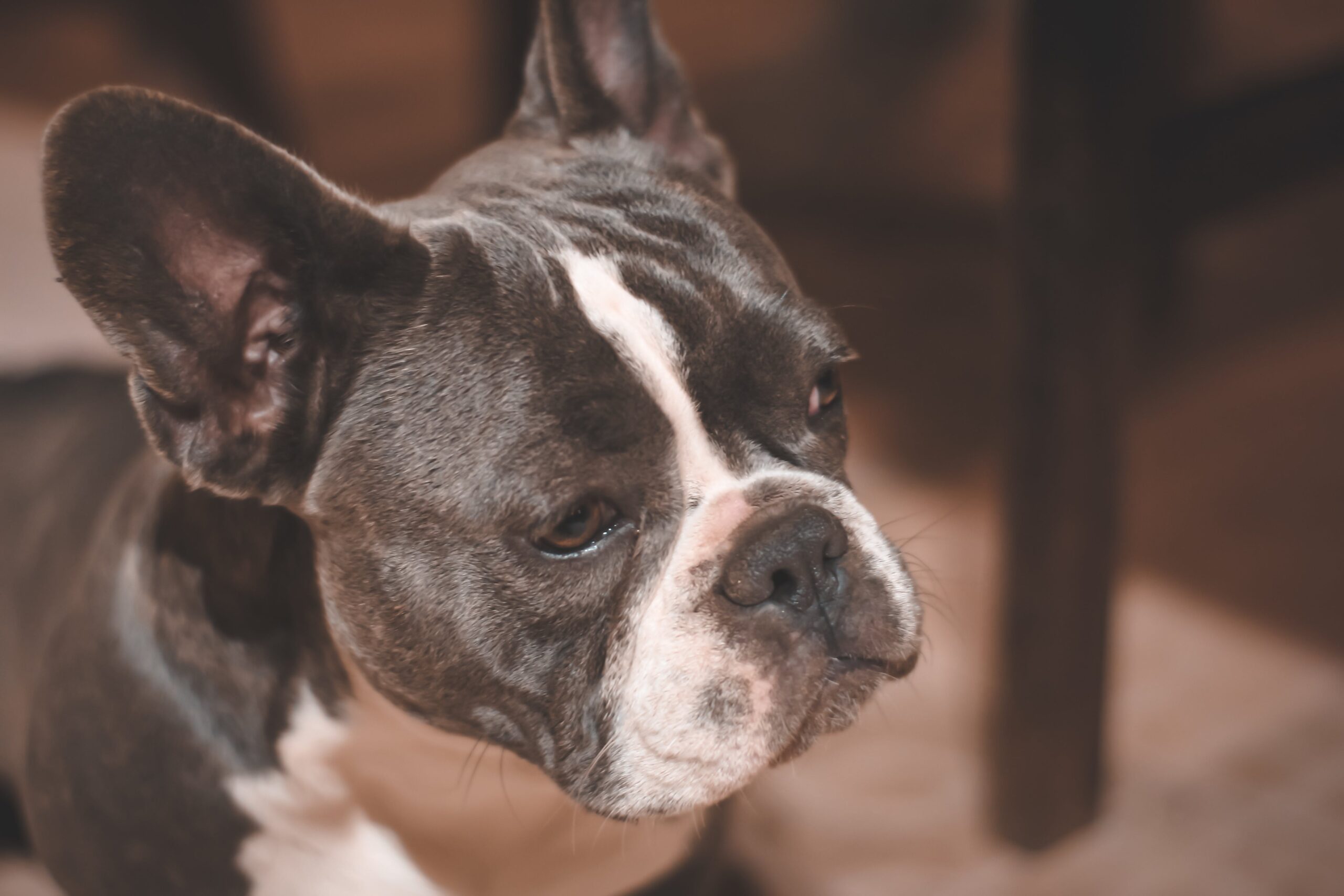 The Personality Traits That Make French Bulldogs So Special