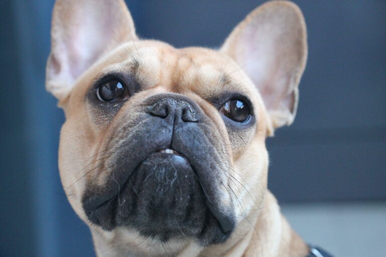 How to Clean French Bulldog’s Ears cover image