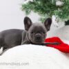 Image of Elsa, a French Bulldog puppy