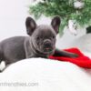 Image of Elsa, a French Bulldog puppy