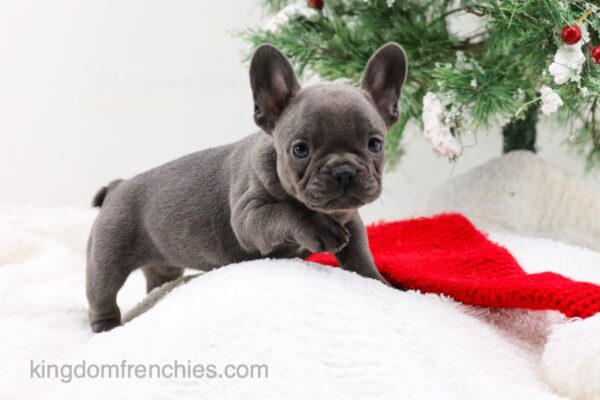 Image of Elsa, a French Bulldog puppy