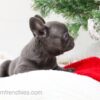 Image of Elsa, a French Bulldog puppy