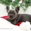 Image of Elsa, a French Bulldog puppy