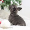 Image of Elsa, a French Bulldog puppy