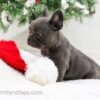 Image of Elsa, a French Bulldog puppy