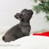 Image of Elsa, a French Bulldog puppy