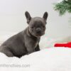 Image of Elsa, a French Bulldog puppy