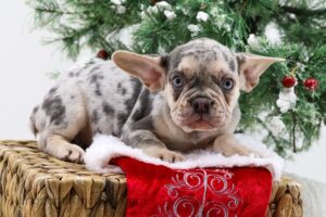 Merle French Bulldog with holiday background