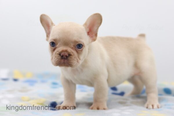 Image of Faith, a French Bulldog puppy