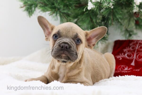 Image of Flynn, a French Bulldog puppy