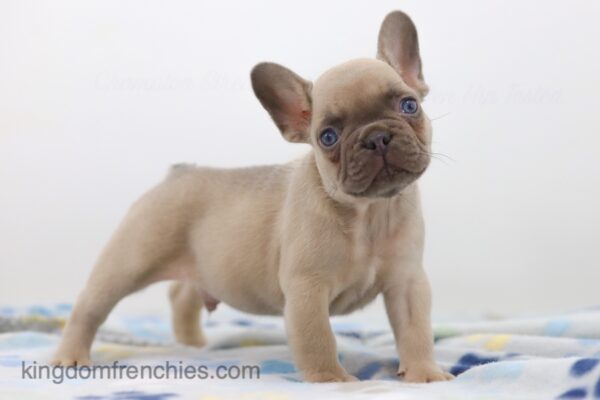 Image of Frank, a French Bulldog puppy