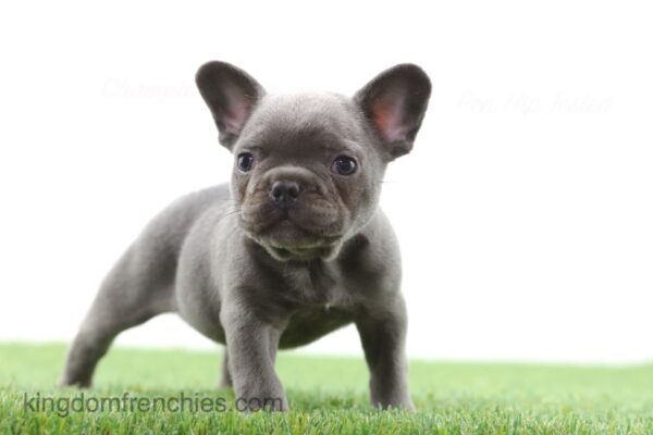 Image of Kurt, a French Bulldog puppy