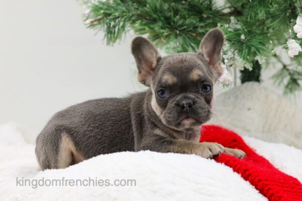 Image of Reba, a French Bulldog puppy