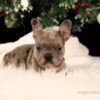 Image of Sophie, a French Bulldog puppy