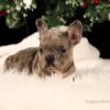 Image of Sophie, a French Bulldog puppy