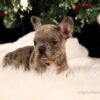 Image of Sophie, a French Bulldog puppy