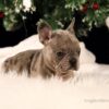 Image of Sophie, a French Bulldog puppy