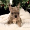 Image of Sophie, a French Bulldog puppy