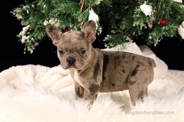 Image of Sophie, a French Bulldog puppy