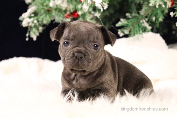 Image of Sugar, a French Bulldog puppy