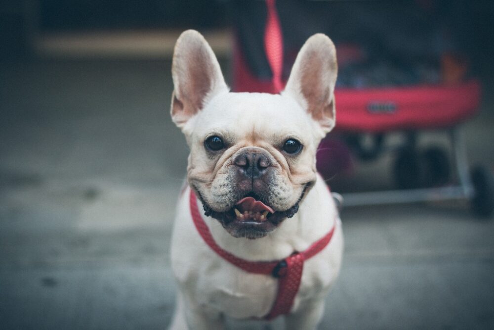 french-bulldog-dog