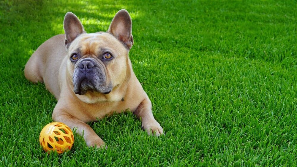 french-bulldog is sitting beside a toy ball