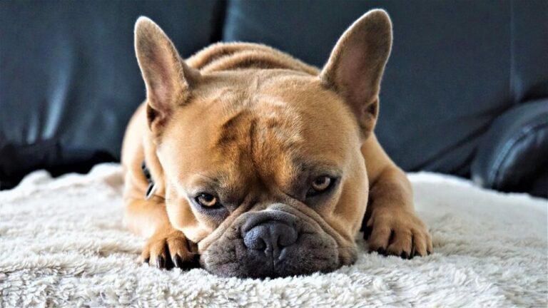 french-bulldog is sitting on a blanket (are french bulldogs hypoallergenic)