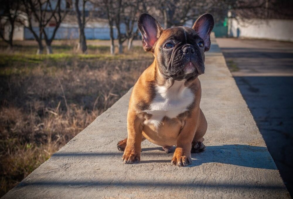 french-bulldog puppy sitting on concrete wall