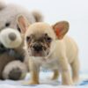 Image of Abel, a French Bulldog puppy