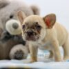 Image of Abel, a French Bulldog puppy