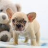 Image of Abel, a French Bulldog puppy