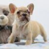 Image of Abel, a French Bulldog puppy