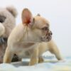 Image of Abel, a French Bulldog puppy