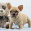 Image of Abel, a French Bulldog puppy