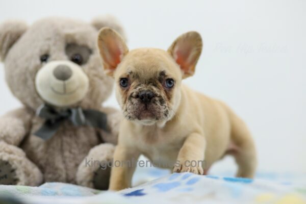 Image of Abel, a French Bulldog puppy