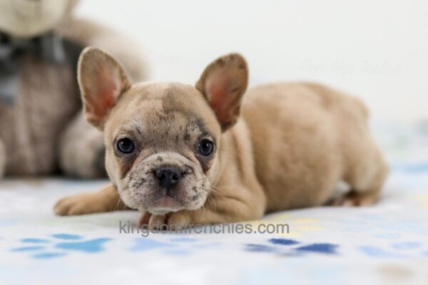 Image of Axe, a French Bulldog puppy