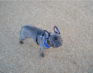 Blue French Bulldog standing on a road