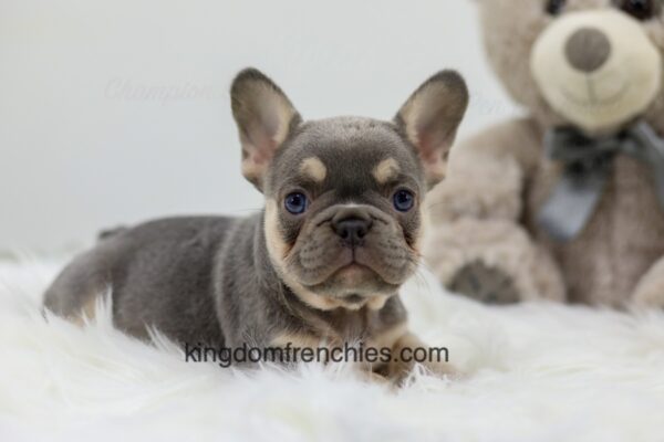 Image of Diva, a French Bulldog puppy