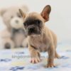 Image of Finn, a French Bulldog puppy