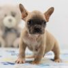 Image of Finn, a French Bulldog puppy