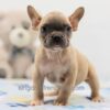 Image of Finn, a French Bulldog puppy