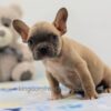 Image of Finn, a French Bulldog puppy