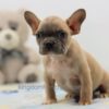 Image of Finn, a French Bulldog puppy