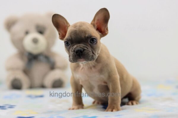 Image of Finn, a French Bulldog puppy