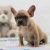 Image of Finn, a French Bulldog puppy