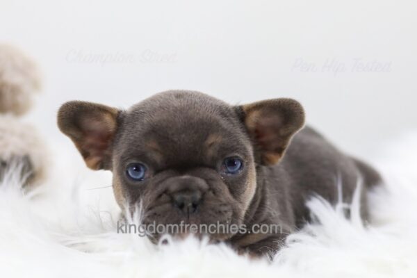 Image of Huck, a French Bulldog puppy