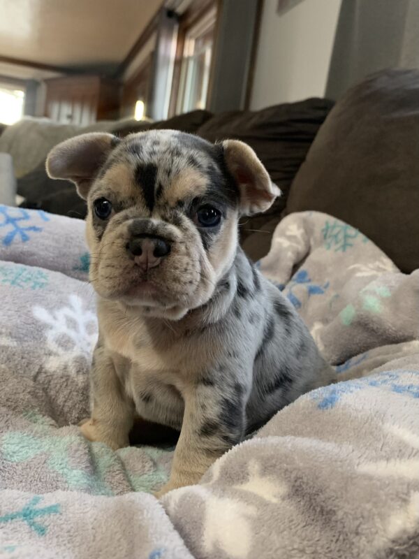 Image of Lucy, a French Bulldog puppy