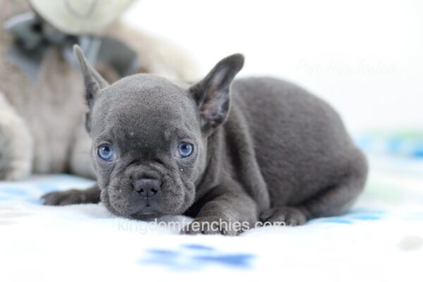 Image of Lady, a French Bulldog puppy