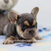 Image of Lela, a French Bulldog puppy